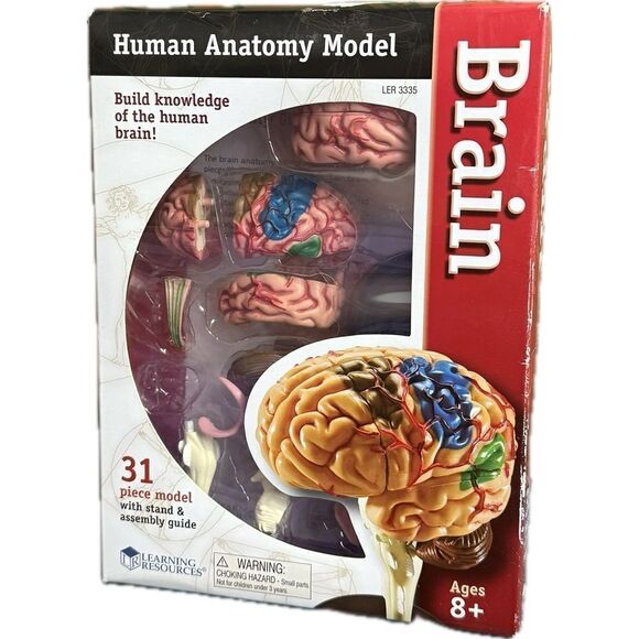 Learning resources, human anatomy brain, 3-D model 31 piece, new - Picture 1 of 5